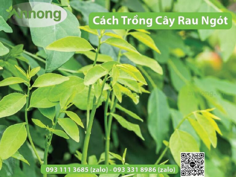 Cách Trồng Cây Rau Ngót Tươi Tốt - An Nông Agri
