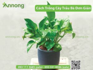 huong-dan-cach-trong-cay-trau-ba-don-gian