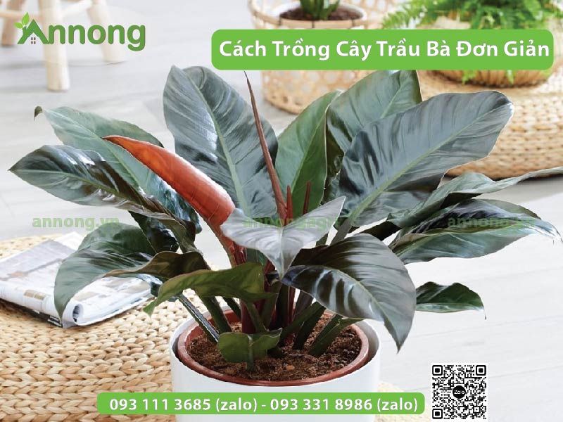 huong-dan-cach-trong-cay-trau-ba-don-gian2