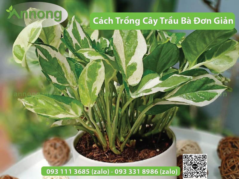 huong-dan-cach-trong-cay-trau-ba-don-gian3-01