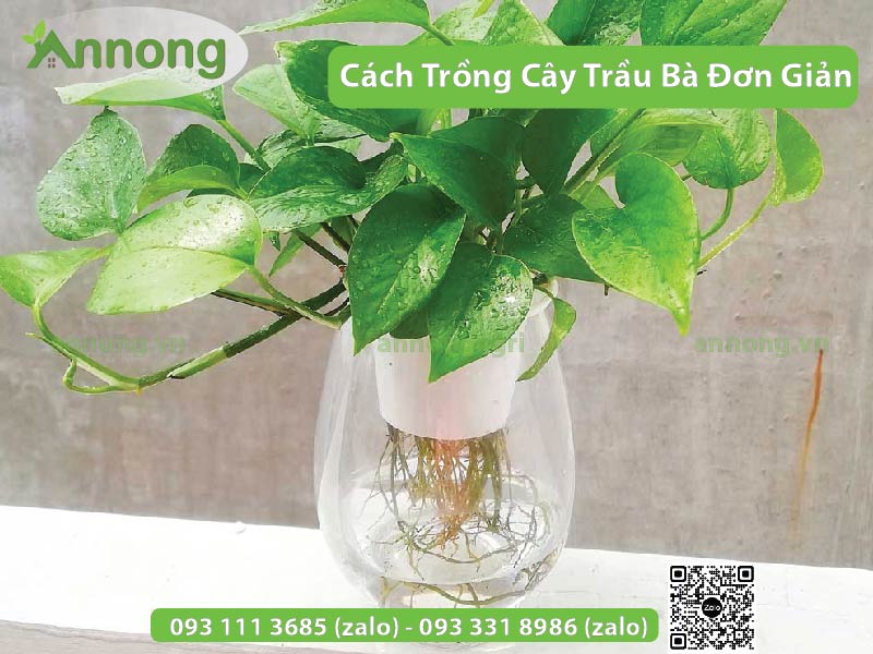 huong-dan-cach-trong-cay-trau-ba-don-gian5