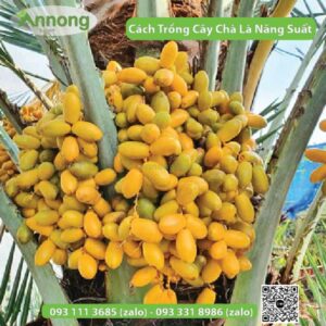 cach-trong-cay-cha-la-phat-trien-manh7