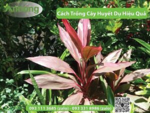 cach-trong-cay-huyet-du-hieu-qua9
