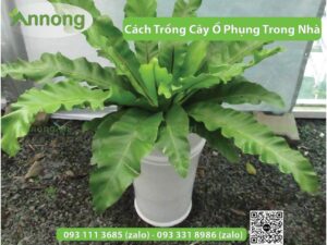 cach-trong-cay-o-phung-trong-nha-01