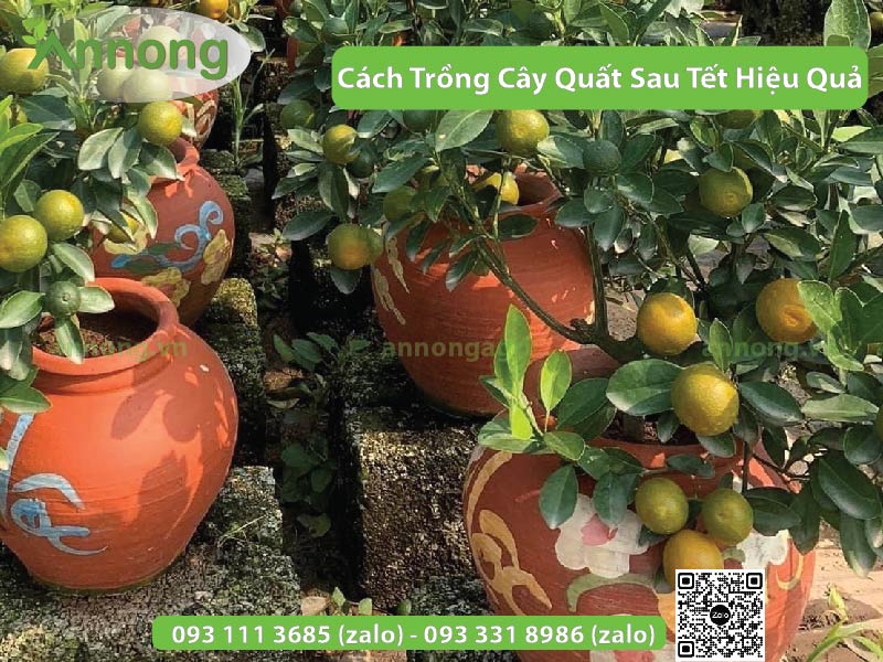 Cách Trồng Cây Quất Sau Tết Hiệu Quả 6 cach-trong-cay-quat-sau-tet