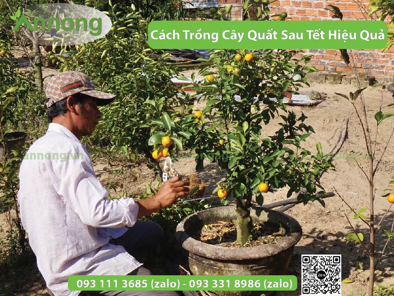 Cách Trồng Cây Quất Sau Tết Hiệu Quả 7 cach-trong-cay-quat-sau-tet2