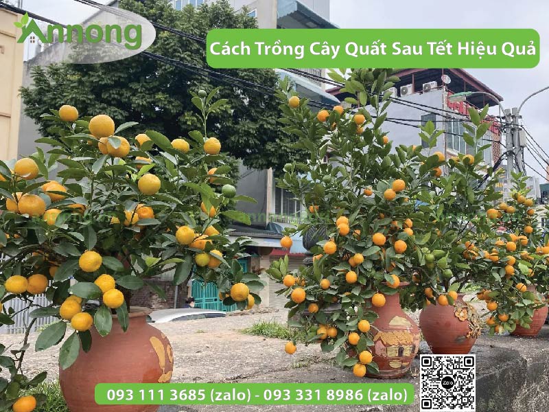 Cách Trồng Cây Quất Sau Tết Hiệu Quả 9 cach-trong-cay-quat-sau-tet5