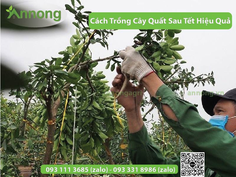 Cách Trồng Cây Quất Sau Tết Hiệu Quả 8 cach-trong-cay-quat-sau-tet6
