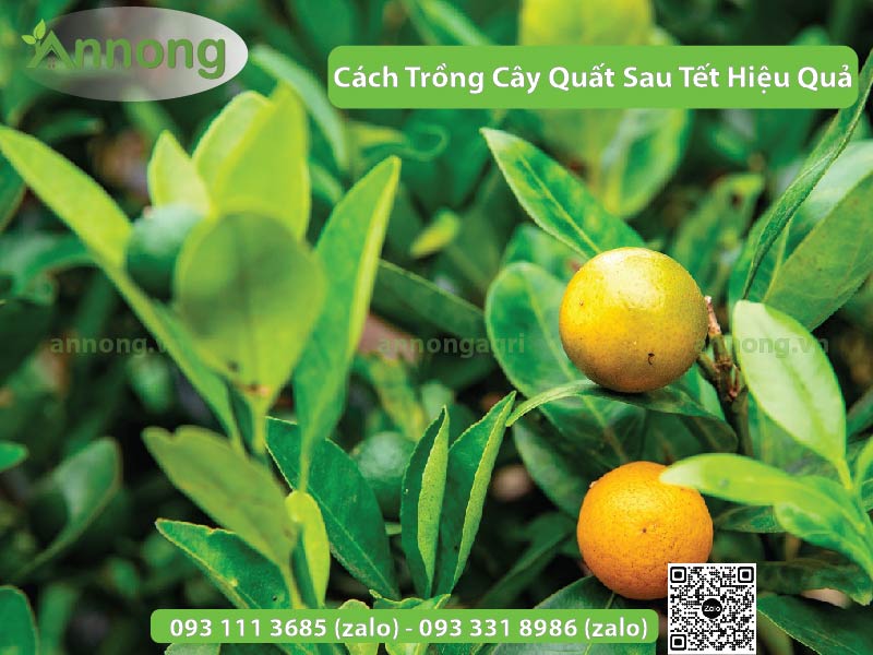 Cách Trồng Cây Quất Sau Tết Hiệu Quả 10 cach-trong-cay-quat-sau-tet-09