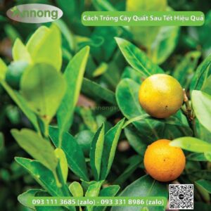 cach-trong-cay-quat-sau-tet-01