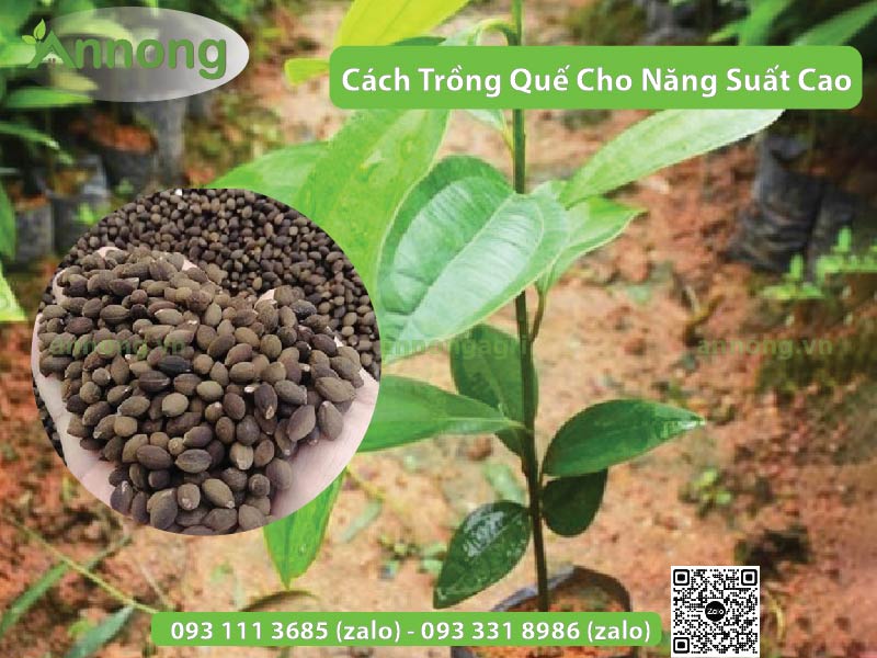 cach-trong-cay-que-cho-nang-suat-cao1