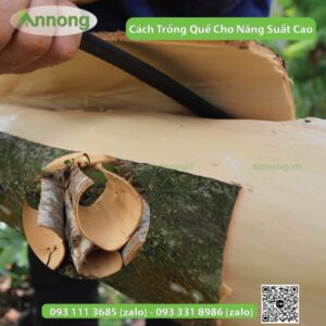 cach-trong-cay-que-cho-nang-suat-cao6