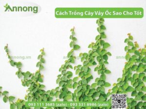 cach-trong-cay-vay-oc-sao-cho-tot