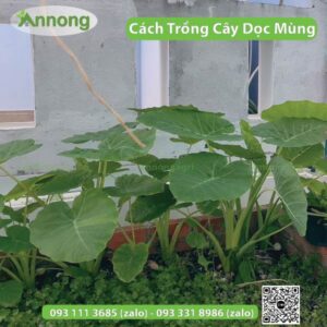 cach-trong-cay-doc-mung-don-gian-01