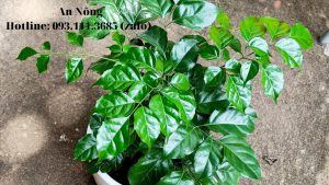 Cách-trồng-cây-hạnh-phúc