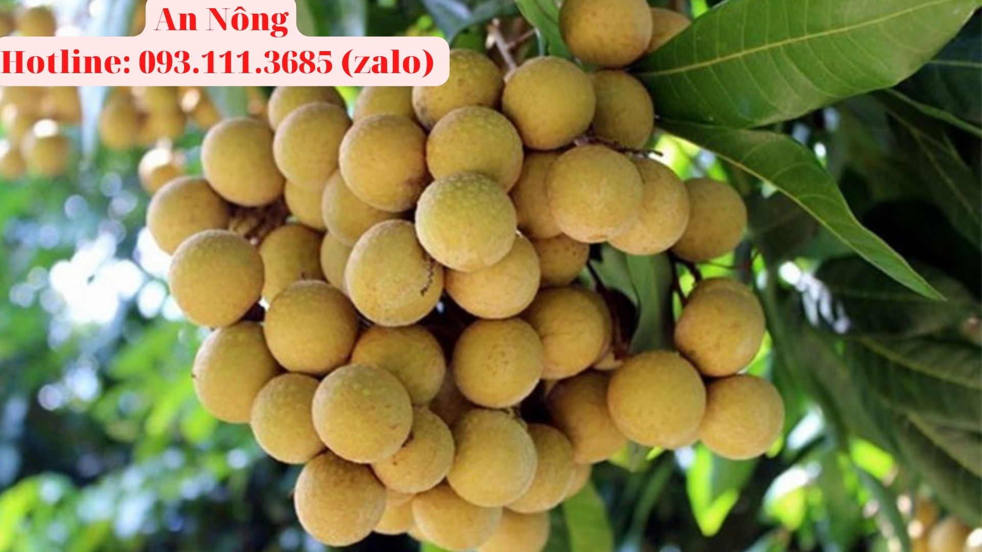Cách-trồng-cây-nhãn