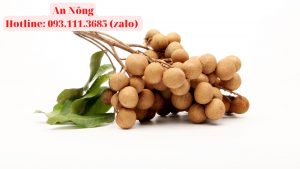 Cách-trồng-cây-nhãn