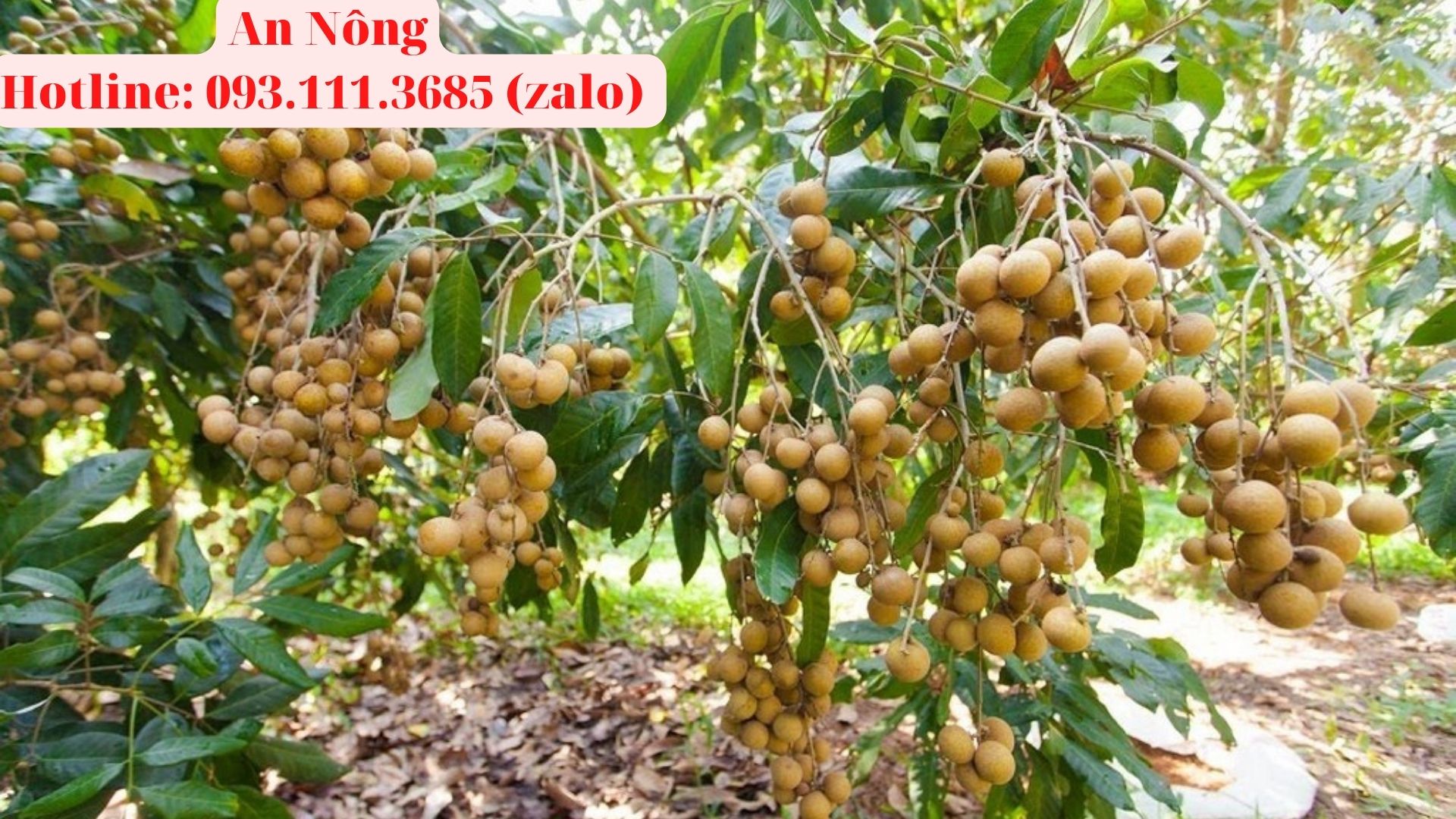 Cách-trồng-cây-nhãn