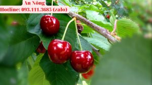 cach-trong-cay-cherry-3123-123123