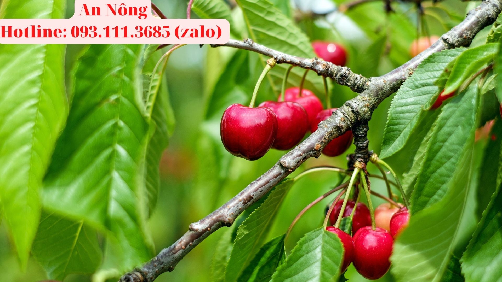 cach-trong-cay-cherry-3123-3123123
