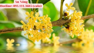 Cách-trồng-cây-mộc-hương