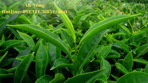 Cách-trồng-cây-trà-xanh