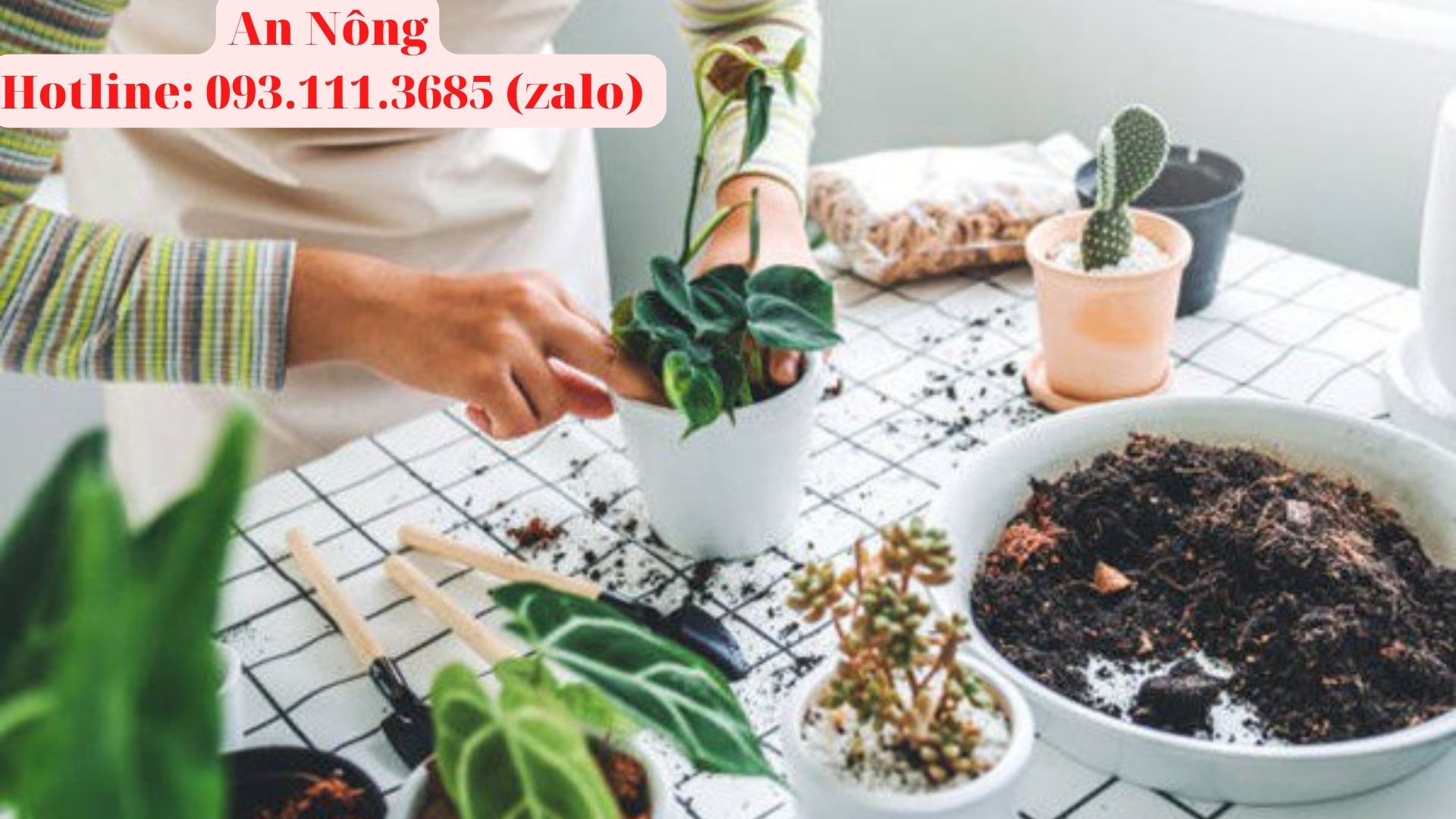 Cách-trồng-cây-trong-chậu