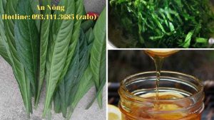 Cách-trồng-cây-xương-sông