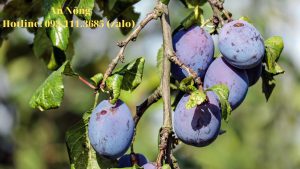 Cách-trồng-cây-ăn-quả