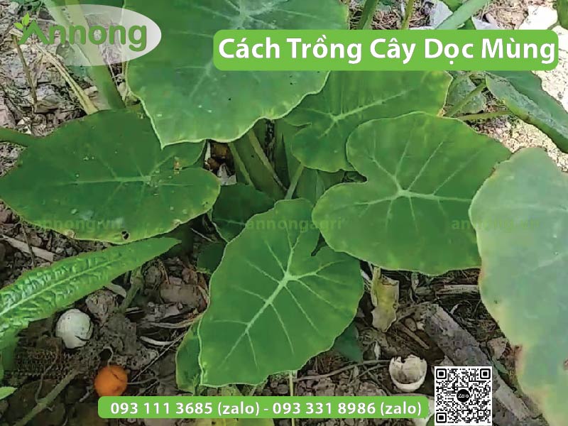 cach-trong-cay-doc-mung-don-gian-1