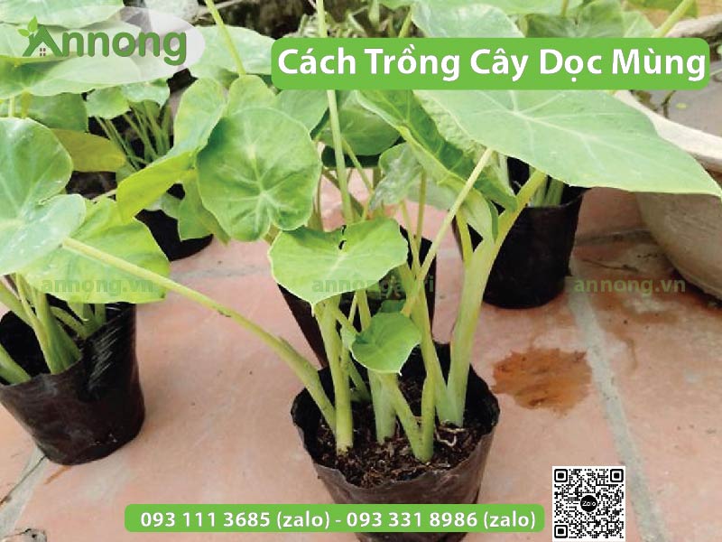 cach-trong-cay-doc-mung-don-gian-2