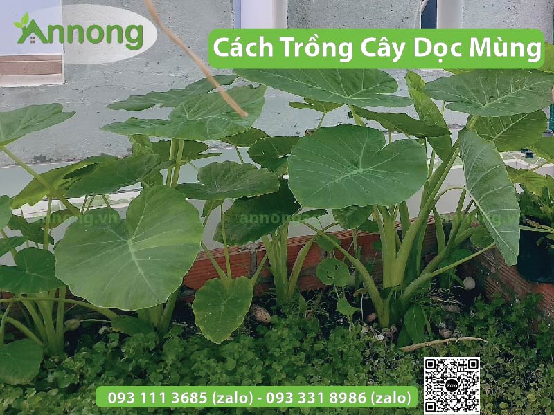 cach-trong-cay-doc-mung-don-gian-3
