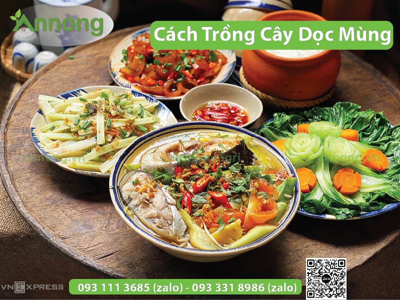 cach-trong-cay-doc-mung-don-gian-7