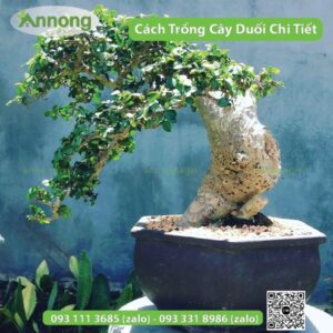 cach-trong-cay-duoi-de-lam-canh5-01