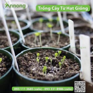 cach-trong-cay-tu-hat-giong-sao-cho-tot-9