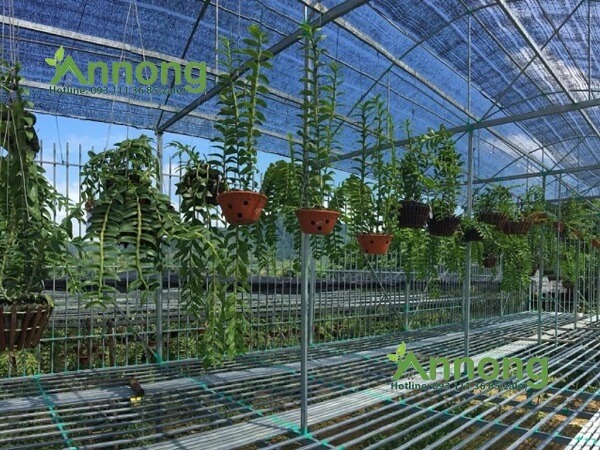 Lưới Che Nắng Khổ 5m Giá Rẻ Chất Lượng 8 Lưới che nắng khổ 5m được sử dụng để che nắng cho vườn cây