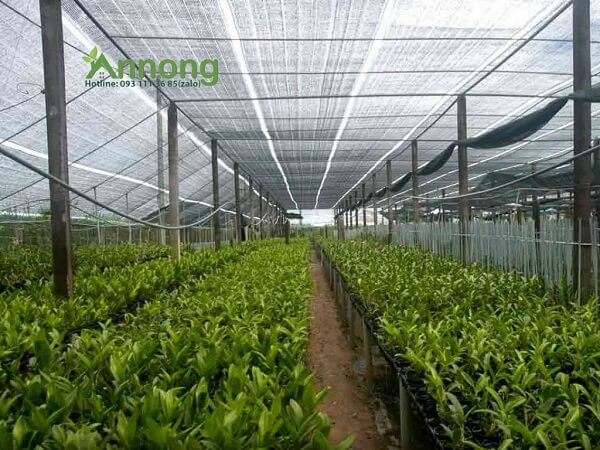 Lưới Che Nắng Khổ 5m Giá Rẻ Chất Lượng 7 An Nông đơn vị cung cấp lưới che nắng khổ 5m chất lượng