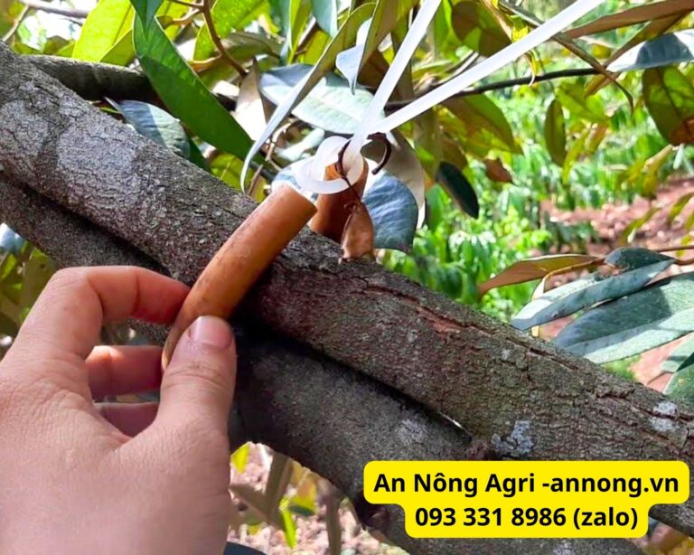 Dây Cột Cành Sầu Riêng Giá 87K/KG - An Nông Agri