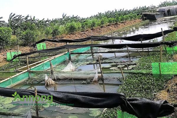 Cần phải dọn sạch ao trước khi nuôi và loại bỏ các địch hại trong ao như cá chép, cá lóc,.. 