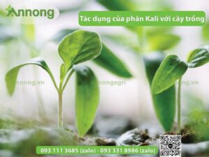 3-tac-dung-cua-phan-kali-doi-voi-cay-trong
