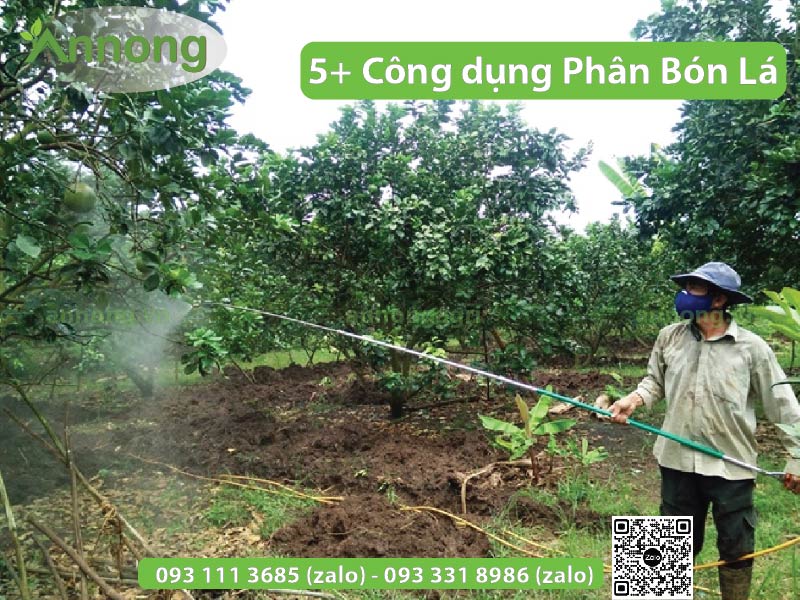 Phân bón lá là gì? các công dụng của phân bón lá 6 5-cong-dung-phan-bon-la-voi-cay-trong-1
