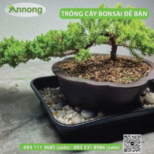 ACH-TRONG-CAY-BONSAI-DE-BAN-011