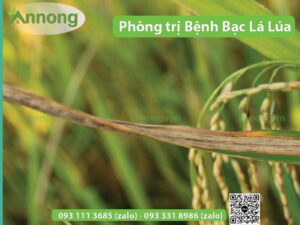 benh-bac-la-lua-nguyen-nhan-va-cach-phong-tri1