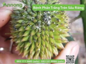 benh-phan-trang-tren-sau-rieng-va-cach-phong-tri