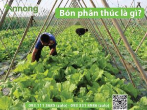 bon-thuc-la-gi-cach-bon-phan-cho-tung-loai-cay