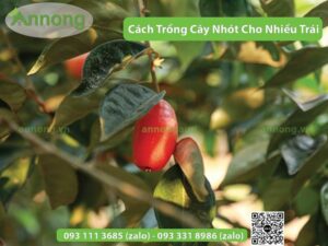 cach-trong-cay-nhot-ngot-cho-nhieu-trai