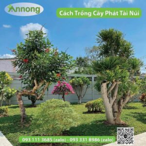 cach trong cay phat tai nui giup tai loc day nha5 01