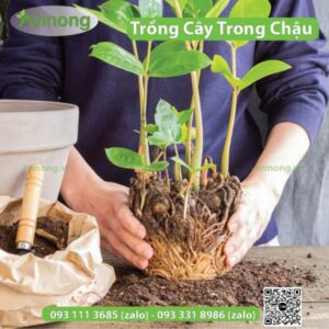cach-trong-cay-trong-chau-nhua