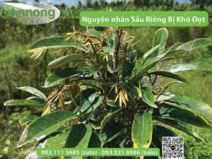 nguyen-nhan-sau-rieng-bi-kho-dot-va-cach-phong-tri
