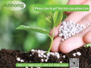 phan-lan-la-gi-tam-quan-trong-cua-phan-lan-01-01